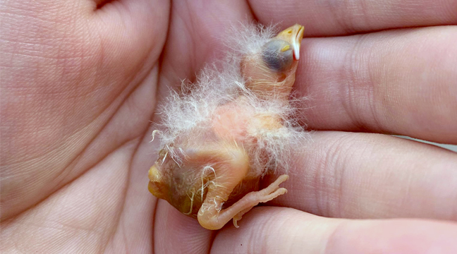 A BIRD IN THE HAND... Big Lake resident Amanda Klersy rescued this baby bird after accidentally disturbing it when moving her old Christmas tree. (Submitted photo.)