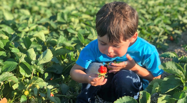 Arthur Weidmann enjoyed picking berries with his grandmother (not shown). Arthur is pictured inspecting a  strawberry, fresh off the vine, at Svihel Farms near Duelm. Svihel has pick your own berries through the third week of June (depending on weather). They also sell pre-picked strawberries. (Submitted Photo)