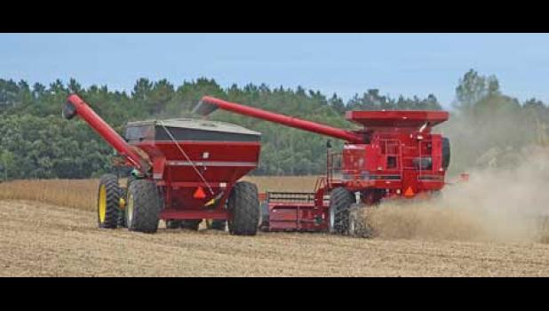 FARMERS AT RICK OLSON’S FARM IN BECKER TWP. were able to get into the fields the last few weeks and have begun harvesting their crops as weather in the area has had its ups and downs.