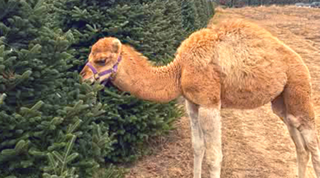 Free photos with Santa, free petting zoos with a famous camel, free pony rides, free face painting and more! (Submitted Photo).