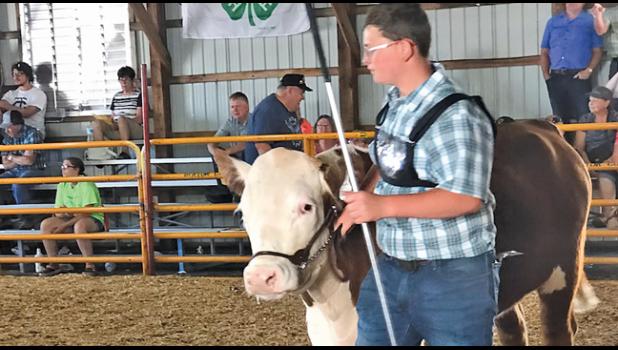 LOCAL YOUTH SHOW CATTLE AT COUNTY FAIR. Matt Prom (right, 15) and his younger brother Joe (12. not shown), of Palmer, showed cattle at Benton County Fair Tuesday afternoon in the show arena and qualified to go to state. They are members of Duelm 4-H club and have been showing cattle for the past three years.
