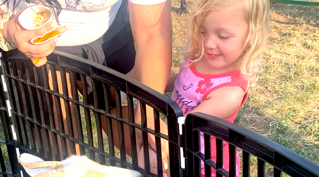 THREE YEAR OLD Avery Thein was almost as thrilled to feed the goats as they were to be getting fed. (Photo by Penny Leuthard.)