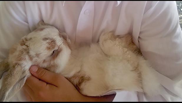 ABBY MCFADDEN won a blue ribbon showing her rabbit at the fair last week. (Submitted Photo)