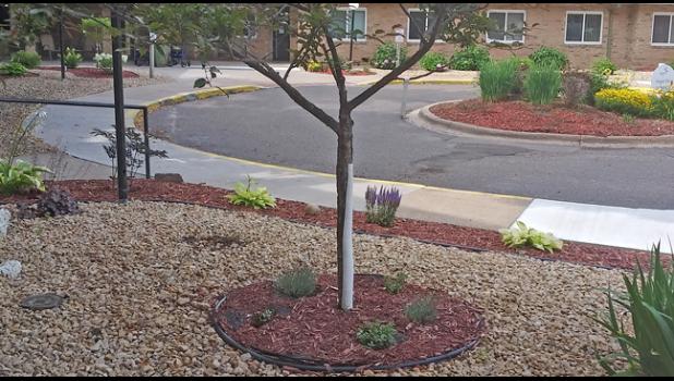 THIS TREE was planted in Coon Rapids after a violent storm uprooted an old pine tree outside Connie Maurer’s residence last year. (Submitted Photo).